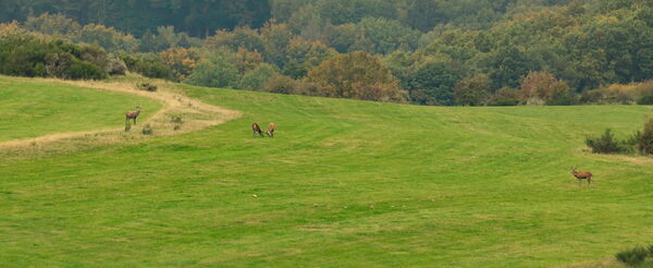 Hirschbrunft Dreiborn Nationalpark Eifel